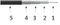 Precision Test Cable T06